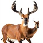 The Complete Hunter Series Outdoor Instructional Guide-0